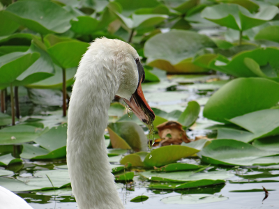 5 Best Things to Do in Oak Forest